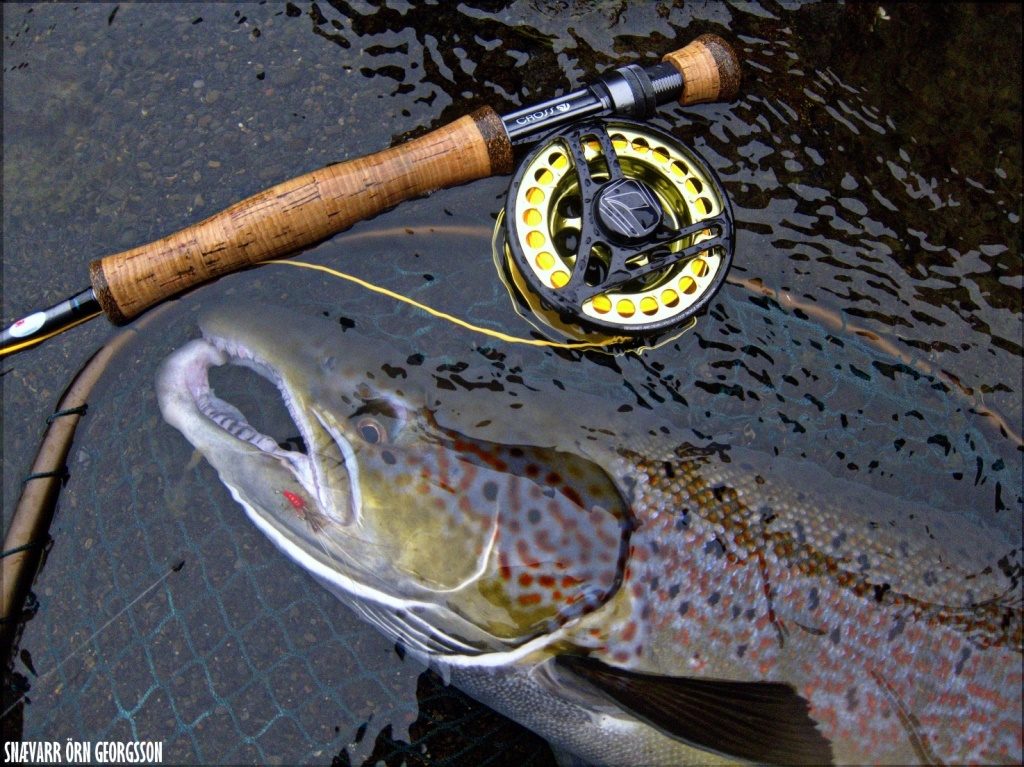 Fly fishing in Iceland